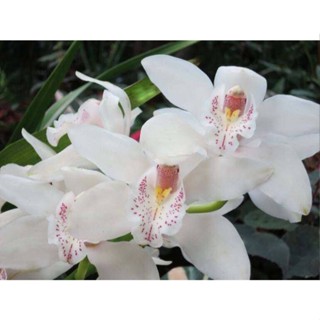 30 เมล็ดพันธุ์ เมล็ดกล้วยไม้ กล้วยไม้ ซิมบิเดียม (Cymbidium Orchids) Orchid flower