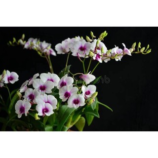 30 เมล็ดพันธุ์ เมล็ดกล้วยไม้ ฟาแลนนอปซิส (Phalaenopsis Orchids) Orchid flower