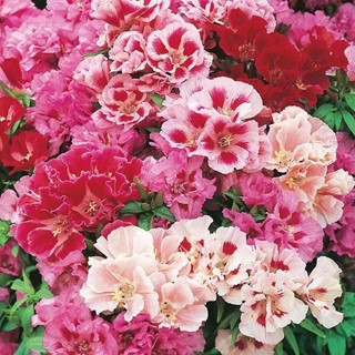 15 เมล็ดพันธุ์ กุหลาบพันปี ต้นโรโดเดนดรอน Azalea Rhododendron flower