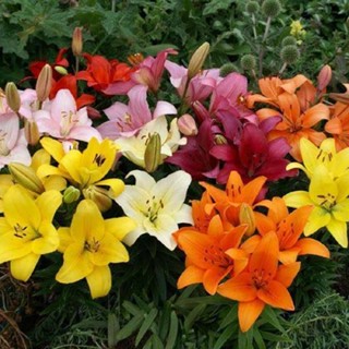 20 เมล็ดพันธุ์ ต้นดอกลิลลี ดอกลิลลี่ Lily . Lilies (Lilium spp.) เป็นดอกไม้ ที่แทนสัญลักษณ์แห่งความรัก