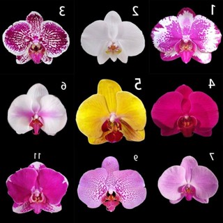 30 เมล็ดพันธุ์ เมล็ดกล้วยไม้ ฟาแลนนอปซิส (Phalaenopsis Orchids) Orchid flower