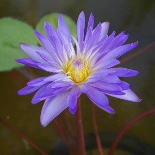 เมล็ดบัว พันธุ์ผันไทยลูกผสม หรือบัวสี (water Lily) สีม่วง 5 เมล็ด