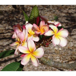 20 เมล็ด ลีลาวดี Frangipani , Pagoda Tree, Hawaii Plumeria สายพันธุ์ Keiki สีชมพู