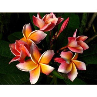 20 เมล็ด ลีลาวดี Frangipani , Pagoda Tree, Hawaii Plumeria สายพันธุ์ Lurline Thai สีส้ม