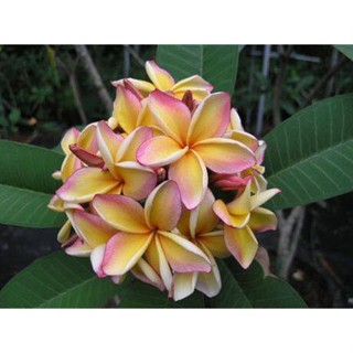 20 เมล็ด ลีลาวดี Frangipani , Pagoda Tree, Hawaii Plumeria สายพันธุ์ Penang Peach สีชมพู