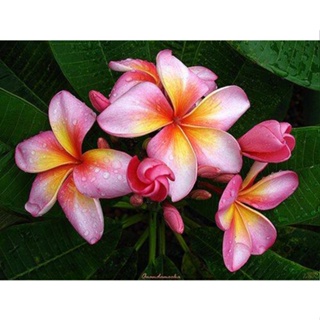 20 เมล็ด ลีลาวดี Frangipani , Pagoda Tree, Hawaii Plumeria สายพันธุ์ Quandamooka สีชมพู