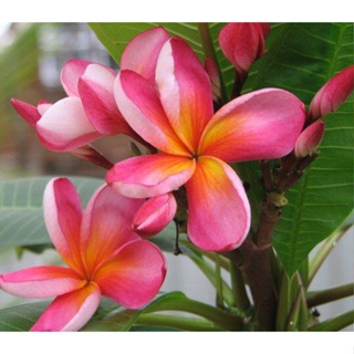 20 เมล็ด ลีลาวดี Frangipani , Pagoda Tree, Hawaii Plumeria สายพันธุ์ Atabaiba Rosada สีชมพู