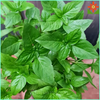 ต้นโหระพา ในถุงเพาะชำ 5.5นิ้ว basil plant หรือ Sweet Basil หรือ Thai Basil