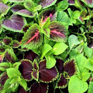 50 เมล็ด เมล็ดพันธุ์ ฤาษีผสม Coleus Seed เปอร์เซ็นการงอก  80-90% มีคู่มือปลูก