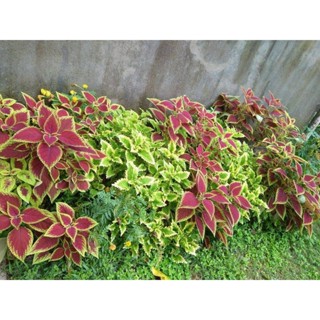 50 เมล็ด เมล็ดพันธุ์ ฤาษีผสม Coleus Seed เปอร์เซ็นการงอก  80-90% มีคู่มือปลูก