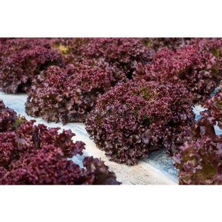 ❤️☘️เรดคอรัล (Red Coral Lettuce) สึนามิ❤️ จำนวน 200เมล็ด งอกง่าย พุ่มใหญ่ หนา 🤎🧡