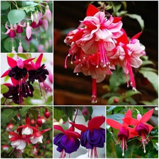 ② แขวน Begonia คว่ำ Fuchsia แขวนเมล็ดระฆัง