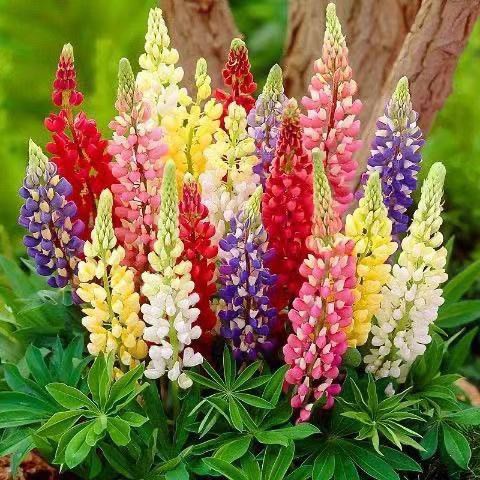 เมล็ดดอกไม้ perennial seeds