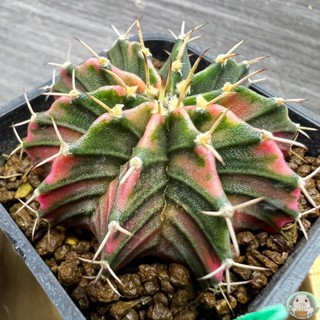 (G22) มะระยิมโนด่าง คัดพิเศษ ไม้เมล็ด - (gymnocalycium) - แคคตัส/งอก ปลูก/งอก เมล็ด/งอก มะระ