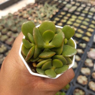 คลาสซูล่า/ต้นดูดทรัพย์/Crassula Ovata/กระถางสองนิ้วส่งพร้อมกระถาง