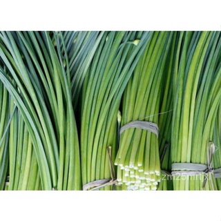 อินทรีย์็ด ใหม่็ด ใหม่ กุยฉ่าย (Chinese chives) 100 ใหม่็ด ใหม่ง่าย ใหม่ได้ทั่วไทย ใหม่ ต้นอ่อน