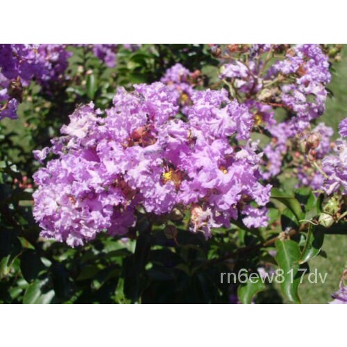 เมล็ด 25 catawba Crepe myrtle seeds-lagerstrodemia indica ต้นอ่อน