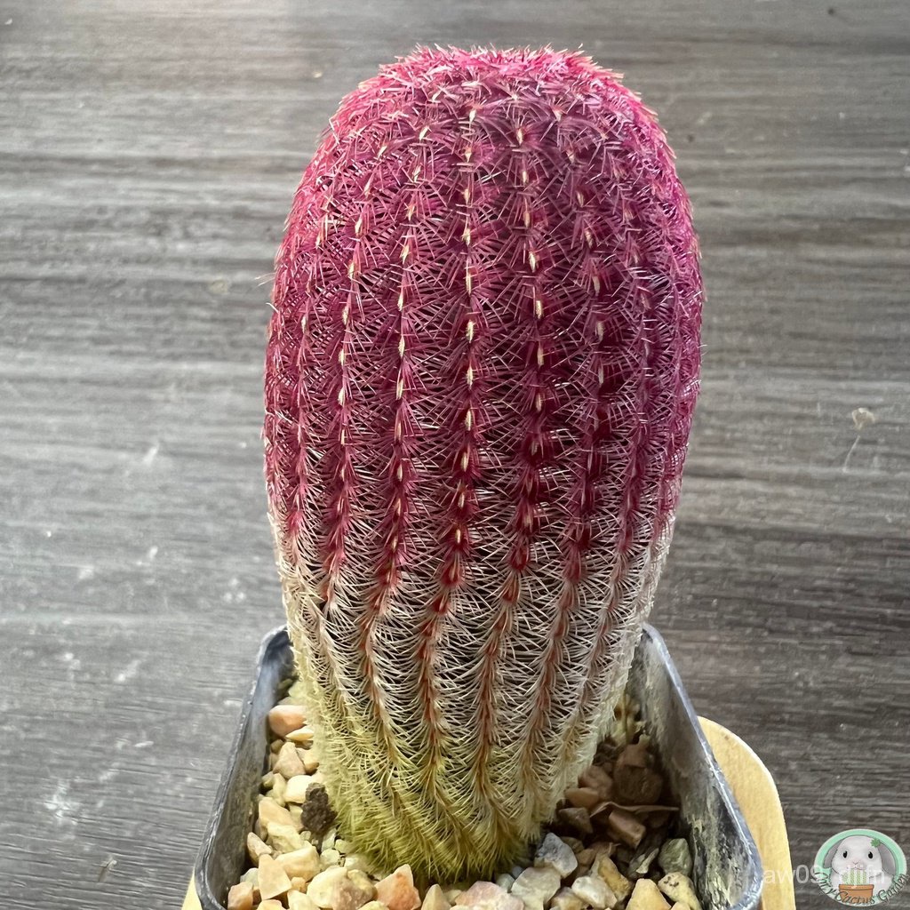 (B30) ชุดเรนโบว์ ไม้เมล็ด - (Echinocereus Rigidissimus) - แคคตัส/งอก ปลูก/งอก เมล็ด/งอก ชุด