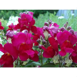 เมล็ด Montego Burgundy Bicolor Snapdragons 400 Seed 4M