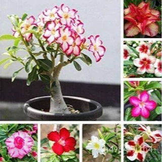 อินทรีย์็ด ใหม่็ด 12 ใหม่็ด ใหม่ ชวนชม สายใหม่ฮอลแลนด์ ใหม่สี Adenium Seeds กุหลาบทะเลทราย Desert Rose ราช ง่าย