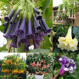 อินทรีย์็ด ใหม่็ด ใหม่ มันดาลา Mix Datura Brugmansia Seeds Bonsai Flower Seeds ใหม่็ดดอกไม้ บอนไซ บอนสีหายาก ต้น ผักบุ้