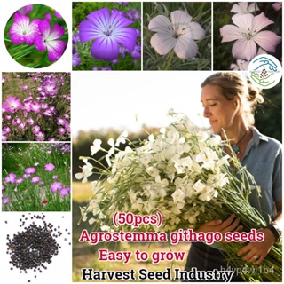 อินทรีย์็ด ใหม่็ด 50ใหม่็ด/ห่อ บอนสี ใหม่ Agrostemma githago Rare Flower Seed ข้าวโพดไม้มงคล ใหม่็ดบอนสี บอนสีหายา มะ