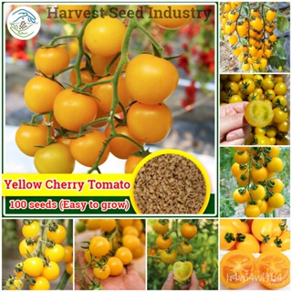 อินทรีย์็ด ใหม่็ด 100ใหม่็ด/ห่อ ใหม่ ข้าวโพดเทศเชอรี่ Yellow Cherry Tomato Seeds Fruit Plants ใหม่็ดบอนสี ใหม่็ด