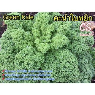 อินทรีย์็ด ใหม่็ด ใหม่ Kale ง่ายใบหยิก - ใบยาว เขียว แดง พร้อมคำแนะนำการเพาะใหม่็ด ใหม่ ง่าย