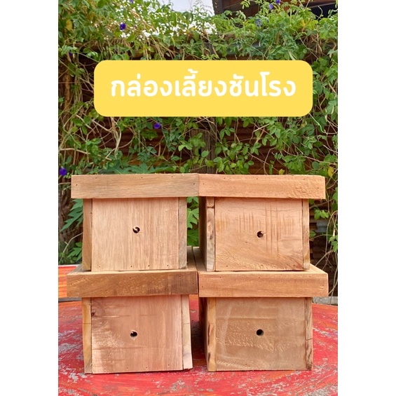 กล่องเลี้ยงชันโรง  กล่องผึ้งชันโรง ชันโรง ผึ้งจิ๋ว #ชันโรง #ผึ้งชันโรง  #กล่องผึ้งชันโรง #ผึ้งจิ๋ว