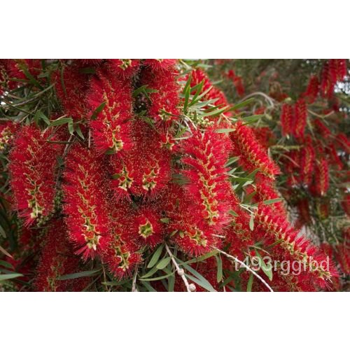เมล็ด Callistemon Viminalis 100เมล็ดเพาะไม้สีแดงออสเตรเลีย Native Bottlebrush Tree เพาะ เพาะ