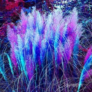 Pampas200เมล็ดหญ้าผสมสีน้ำเงิน 多年生gardeningและสีชมพู 2WKE