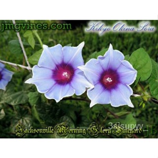 สหรัฐอเมริกา สีgardening30SEEDS  FLOWERองุ่นผสมMORNINGGLORY+  นักปีนเขาแห่งปี  CN31