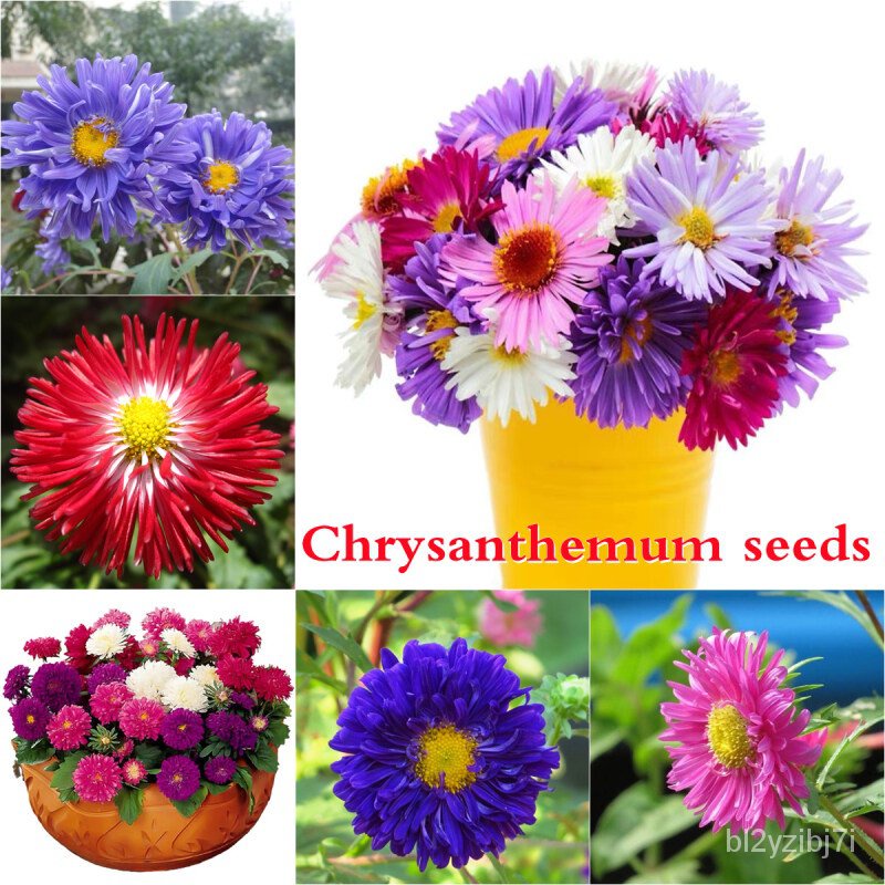 （เมล็ด）คุณภาพดี ราคาถูก 200 ชิ้น/ถุง Chrysanthemum Seeds บอลสี บอลสี การบอนสีชายชล /งอก ปลูก/งอก  การ