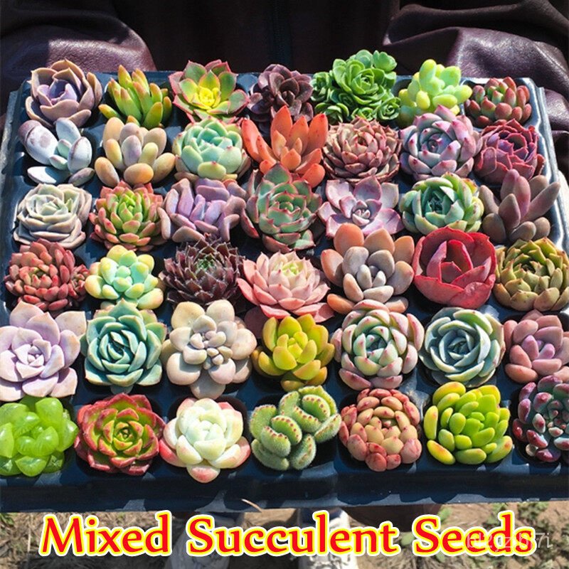 （เมล็ด）100ชิ้น/แพ็ค Mixed Succulent Seeds เมล็ดไม้อวบน้ำ การไม้บอลสี เมล็ดบอนสี เมล็ดแคคตัส การไม้มงคล/งอก คะน