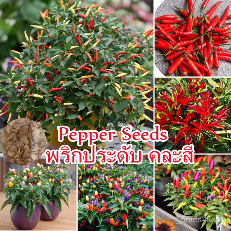 （คุณภาพสูง เมล็ด）งอกสี 200 เมล็ด Hybrid Hot Pepper Seeds / Jalapeno Seeds การ พริกประ/การ ผัก ปลูก ก
