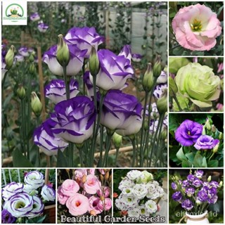 （เมล็ด）บอนสี 300 เมล็ด Eustoma grandiflorum Seed การการไม้สวยๆ เมล็ดบอนสี เมล็ดการไ/งอก ปลูก/งอก  ผักบุ้