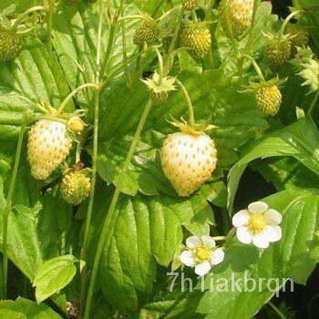 เมล็ด ใหม่็ด ใหม่ Strawberry Seeds สายใหม่ Fragaria vesca alpine Strawberry Seeds white soul 50 ใหม่ เพาะ