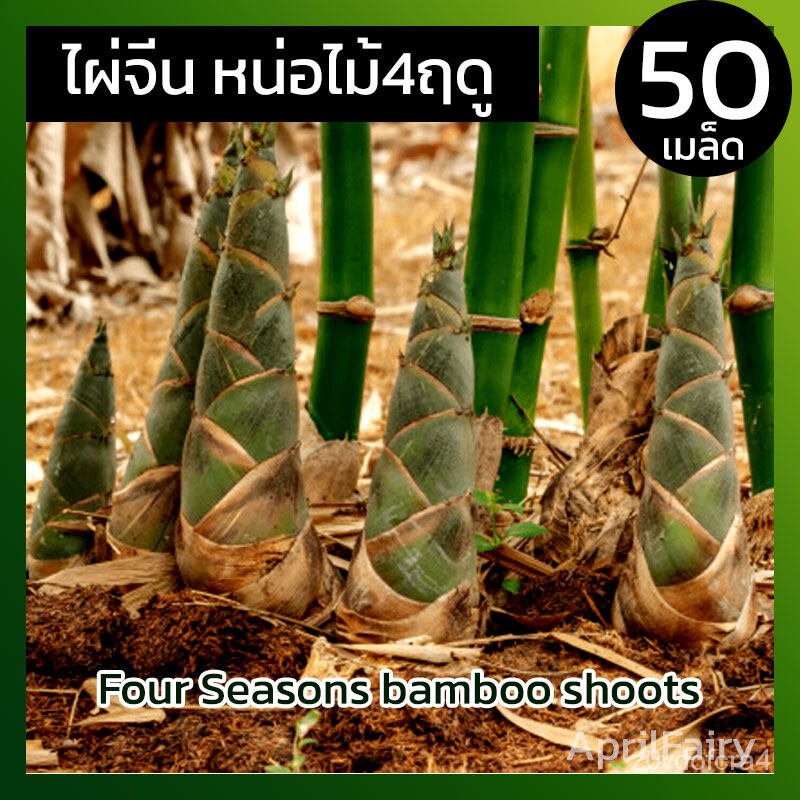 เมล็ด ใหม่็ดไผ่จีน ใหม่็ดไผ่ ใหม่ ไผ่จีน ไผ่ปักกิ่ง ออกหน่อ 4 ฤดู ( Four Seasons bamboo shoots ) ก เพาะ