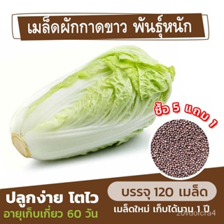 เมล็ด ใหม่ ใหม่กาดขาว ใหม่หนัก แบ่งขาย 120 ใหม่็ด (ซื้อ 5 เพาะ 1) ใหม่ เพาะ