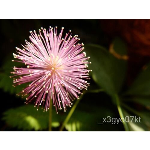"พืช เมล็ดสมุนไพรPudica+จัดส่งฟรี50"ของดอกไม้  มีความละเอียดอ่อน Mimosaยาขี้อาย 5CYK