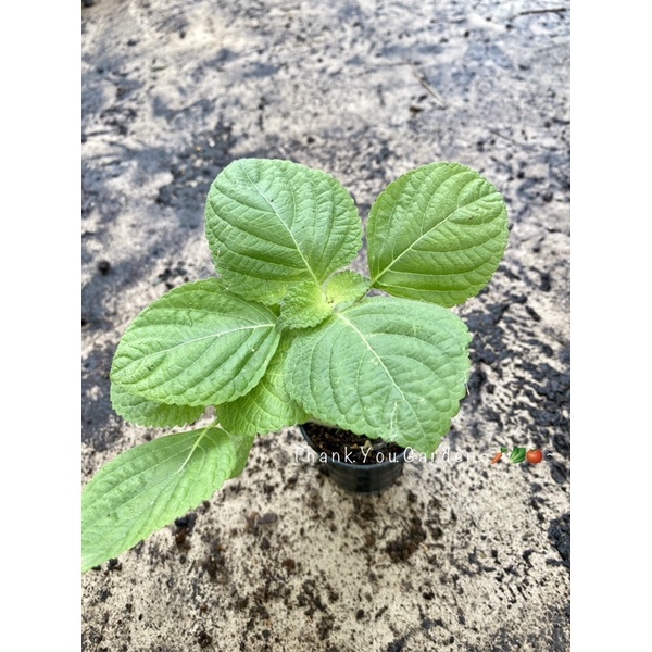 (ซื้อ 10แถม 4) ต้นกล้าชิโสะ โอบะ ใบงาเกาหลี กระถาง 2 นิ้ว Green Shiso Plant (buy 10 get4 free)