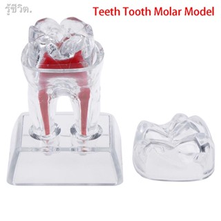 Dentist Dental Base Hard Plastic Teeth Tooth Molar Model Separable Fit Smile LNB