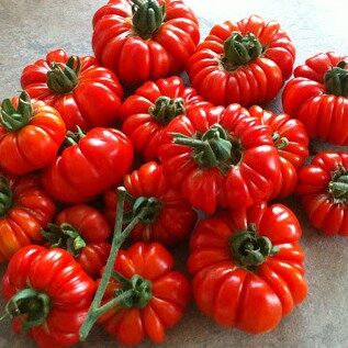 มะเขือเทศฟักทองถูกที่สุด10บ.เมล็ดพันธุ์มะเขือเทศฟักทอง 10 เมล็ดงอกง่าย โตไว ผลใหญ่