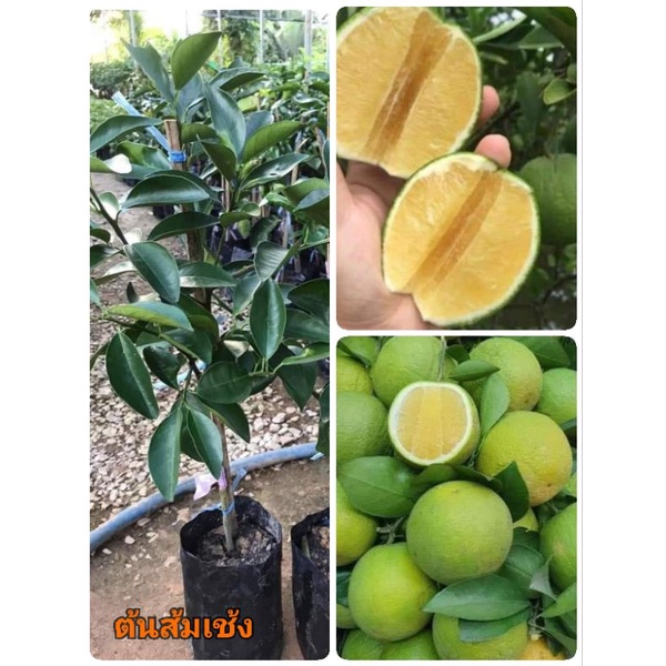 ต้นส้มเช้งหวานมาเลย์(เสียบยอด)สูง 40-60 ซม.