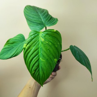 Philodendron Nangaritense ll ฟิโลก้านขน ไม้เพาะเลี้ยงเนื้อเยื่ออนุบาลแข็งแรง รากแน่น