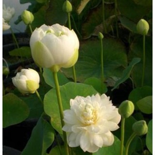 5 เมล็ดพันธุ์บัว บัวนอก สายพันธุ์ Pure Girl - Very Small สีขาว บัวจักรพรรดิ์