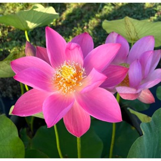 5 เมล็ดพันธุ์บัว บัวนอก สายพันธุ์ Russian Red สีชมพู ม่วง บัวจักรพรรดิ์