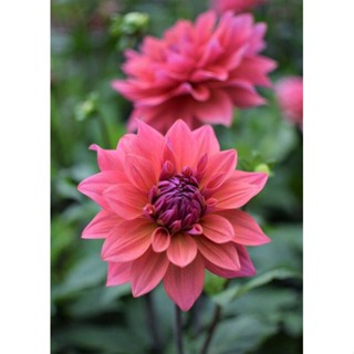 1 หัว /ชุุด เหง้า ต้นรักเร่ Dahlia สายพันธุ์ Hall of Fame สีแดง หัวรักเร่ ดอกรักเร่ รักแรกพบ เฟิร์สเลิฟ