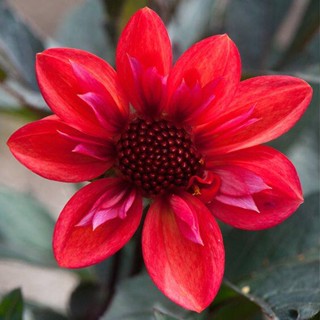 1 หัว /ชุุด เหง้า ต้นรักเร่ Dahlia สายพันธุ์ Dream Seeker สีแดง หัวรักเร่ ดอกรักเร่ รักแรกพบ เฟิร์สเลิฟ