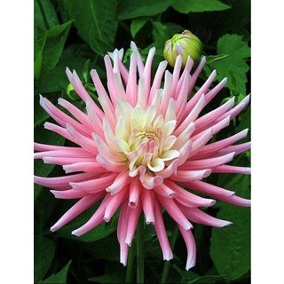 1 หัว /ชุุด เหง้า ต้นรักเร่ Dahlia สายพันธุ์ Park Princess สีชมพู หัวรักเร่ ดอกรักเร่ รักแรกพบ เฟิร์สเลิฟ